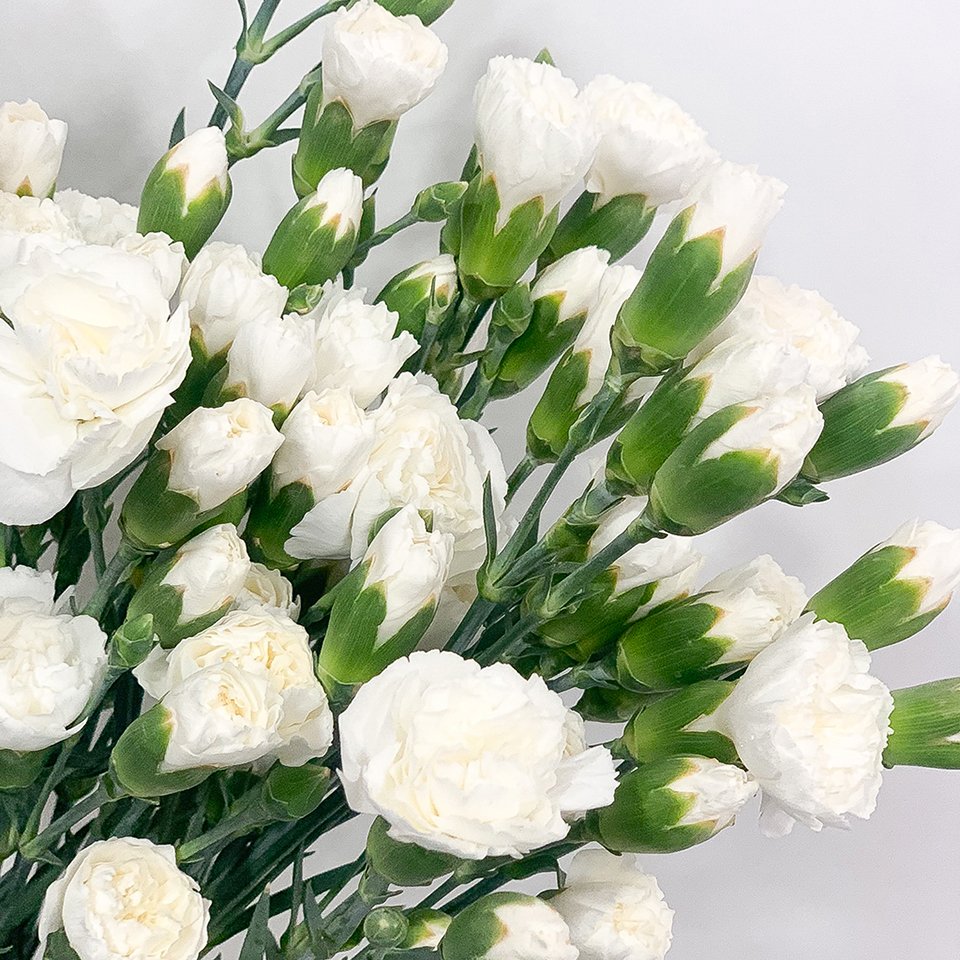 White-Spray-Carnation